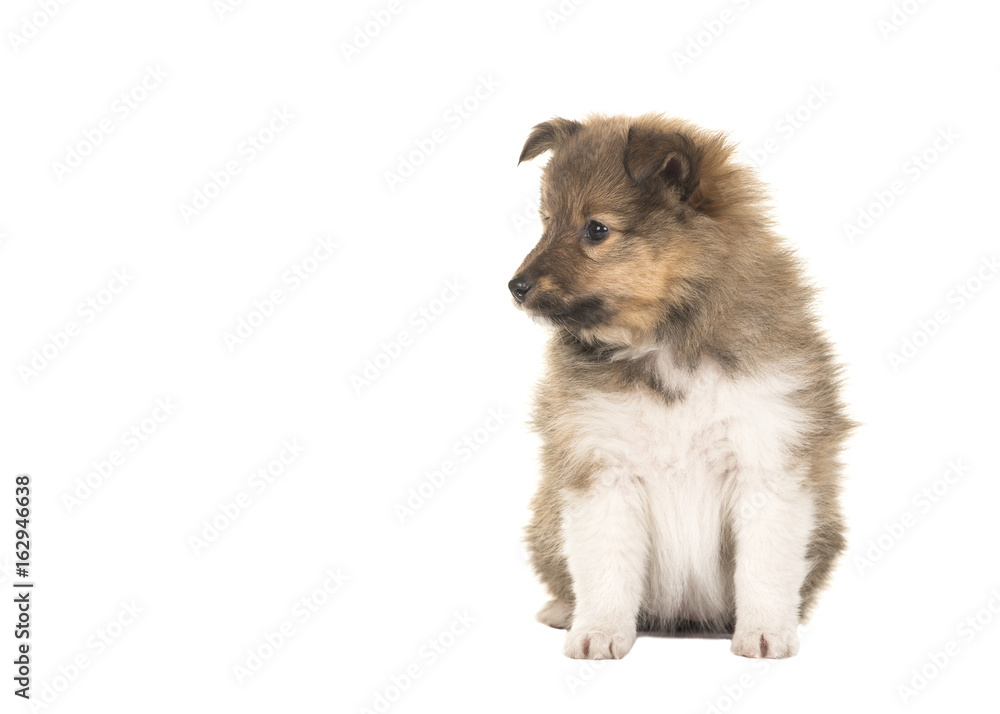 Fototapeta premium Shetland sheepdog puppy looking to the left sitting isolated on a white background