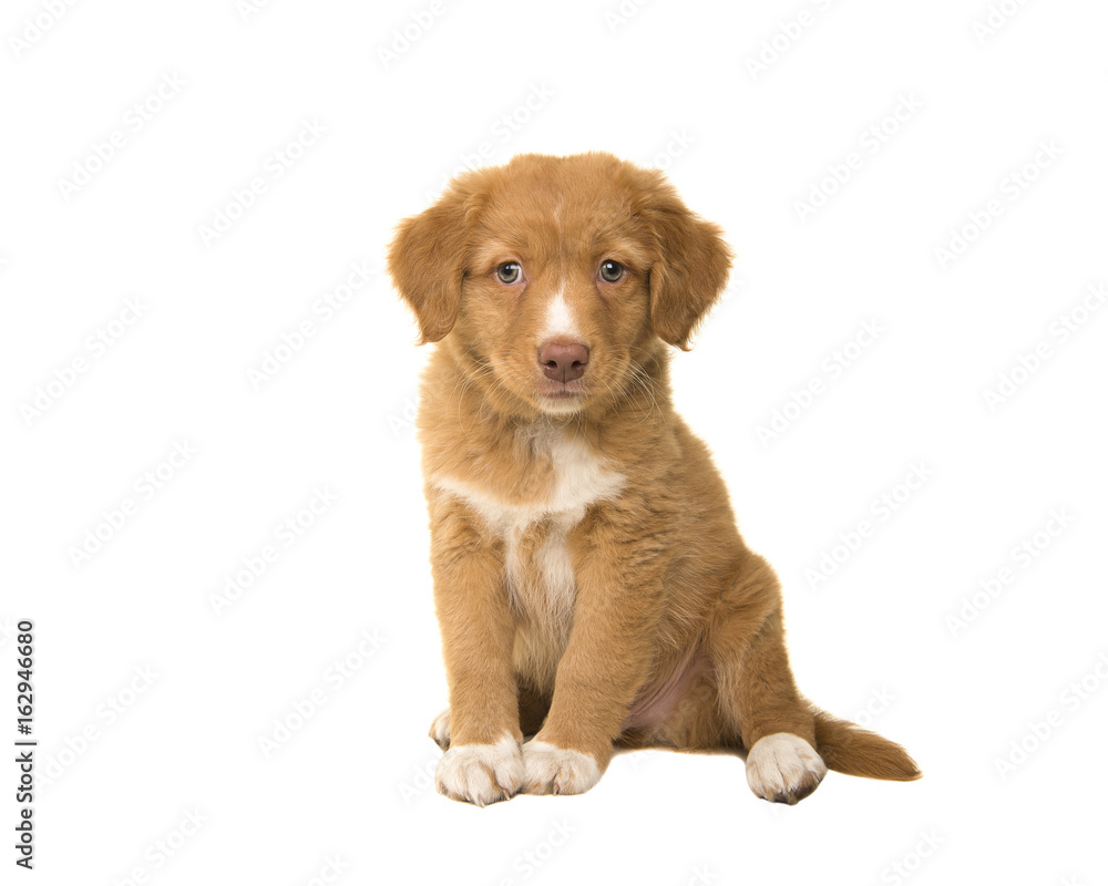 Cute sitting nova scotia duck tolling retriever puppy looking at the camera isolated on a white background