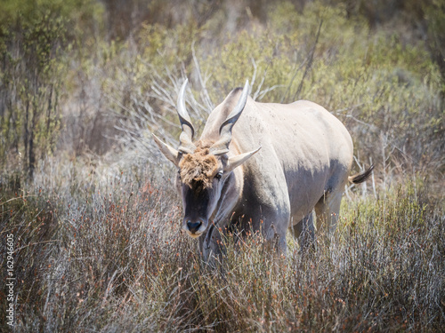 Eland grazing in the field in a protected nature reserve in south africa