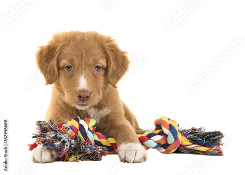 Fototapeta Naklejka Na Ścianę i Meble -  Cute nova scotia duck tolling retriever puppy seen from the front facing the camera lying on the floor holding a multicolored woven rope dog toy