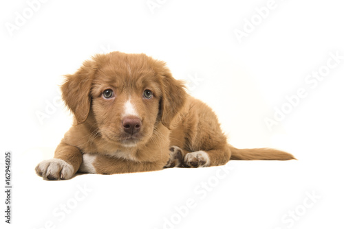 Cute nova scotia duck tolling retriever puppy lying on the floor leaning forward isolated on a white background