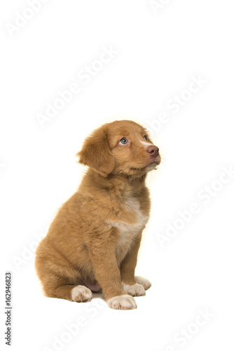 Fototapeta Naklejka Na Ścianę i Meble -  Cute sitting nova scotia duck tolling retriever puppy looking up seen from the side isolated on a white background