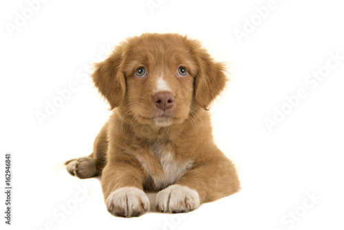 Fototapeta Naklejka Na Ścianę i Meble -  Cute nova scotia duck tolling retriever puppy lying on the floor seen from the front isolated on a white background