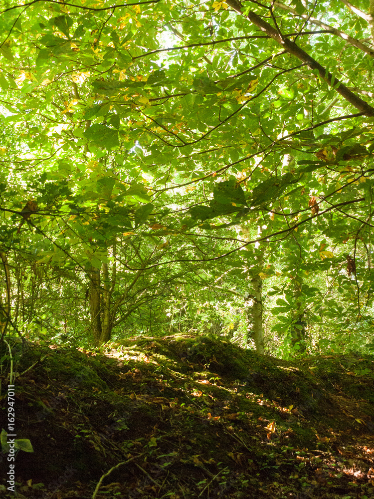 Obraz premium Stock Photo - inside forest green summer day wivenhoe essex england uk