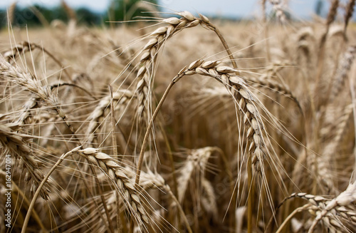 Field of mature and dry barley