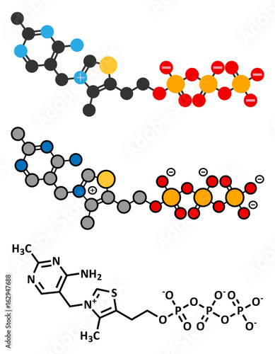 Thiamine triphosphate molecule.