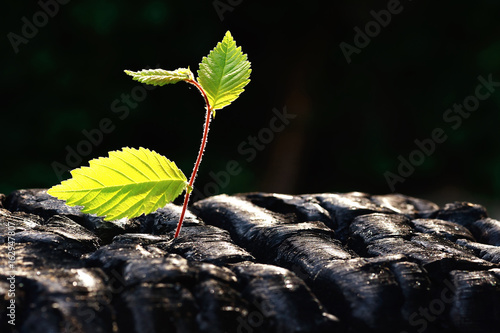 On the ashes broke a sprout. photo