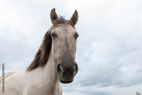 Konik pony  © Laura