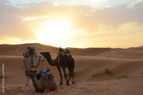 Dromedaries Resting in the sunrise of Sahara Great Desert in High Atlas Mountains  Morocco
