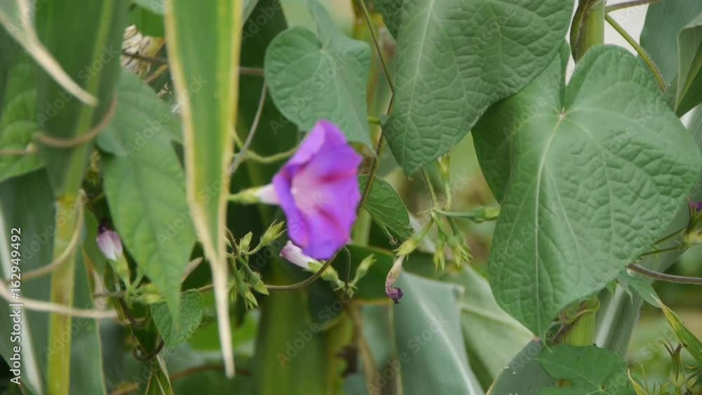 morning glory in lush Corn leaves.agriculture farmland at rural. morning glory in lush Corn leaves.agriculture farmland at rural.