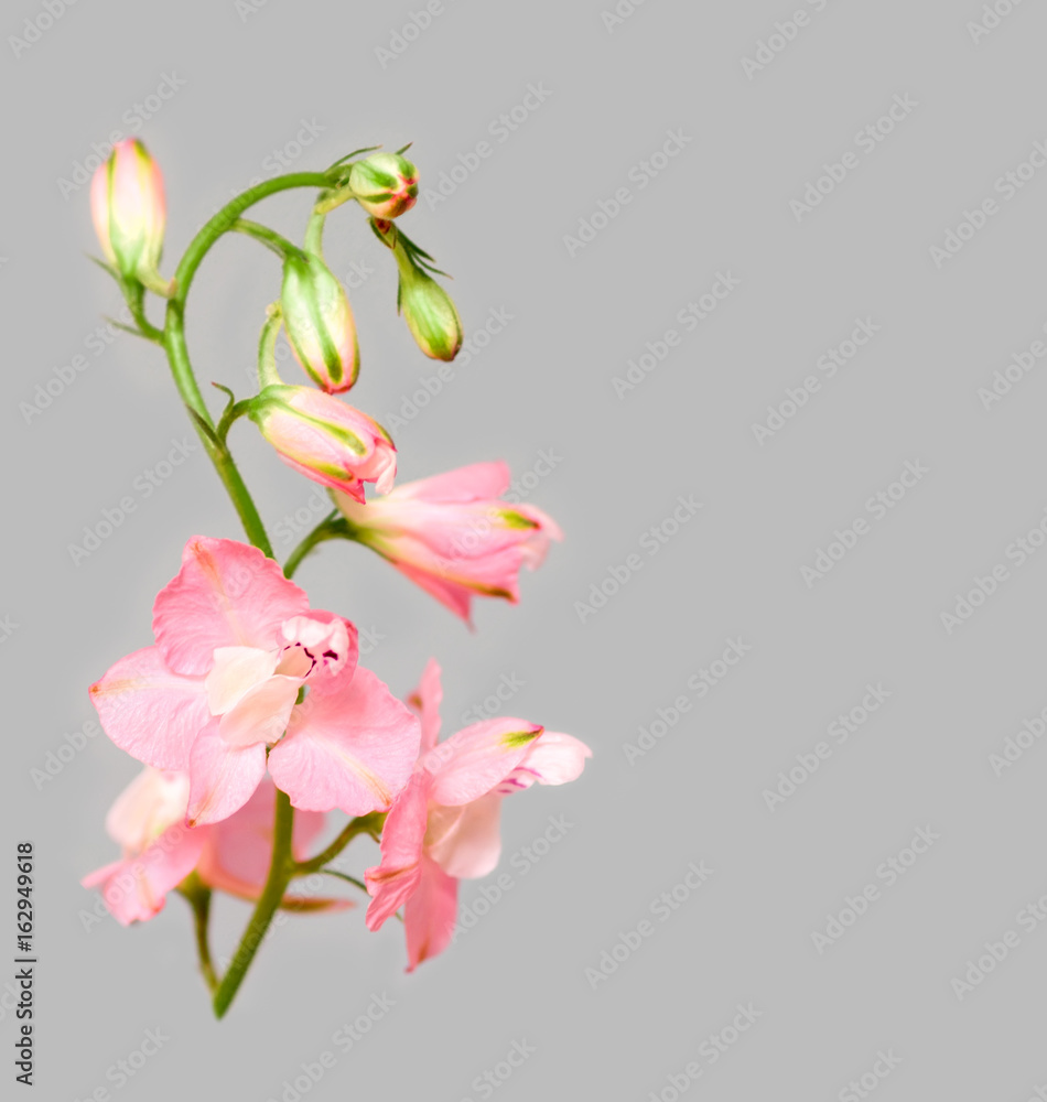 Pink flower on a gray background