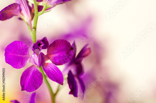 Lilac flower background