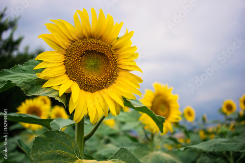 Field of beautiful sunflowers in summer