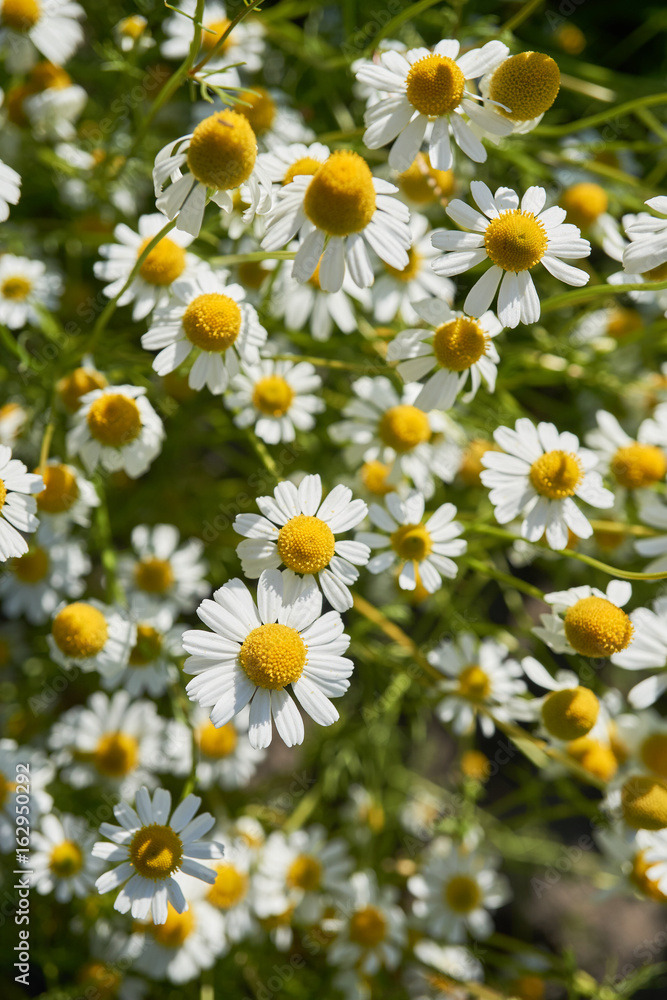 Fototapeta premium Chamomile in a sunny garden