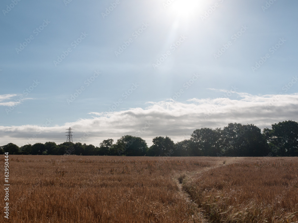 Fototapeta premium Stock Photo - field of golden grass wheat in summer wivenhoe essex england uk