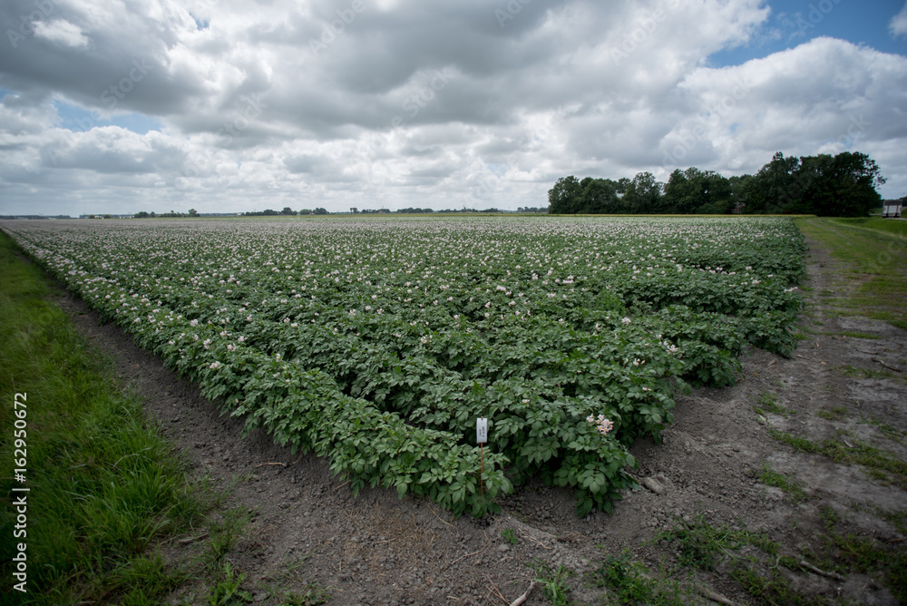 rows of crops of potato