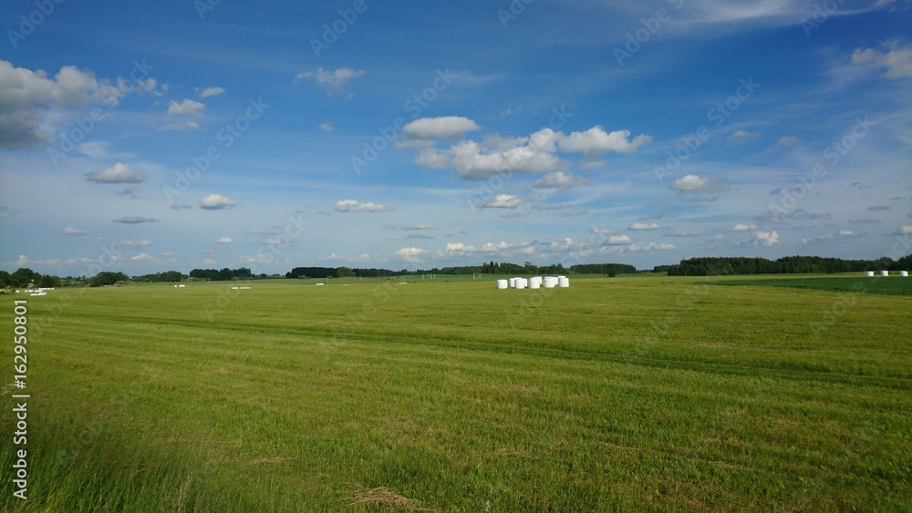 Landscape with cutted meadow and rolls of grass