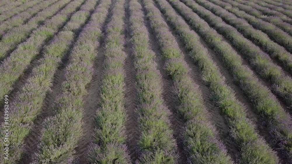 Aerial flight over beautiful organic lavender and wheat cultivations. North Italy, Europe. 4K UHD.