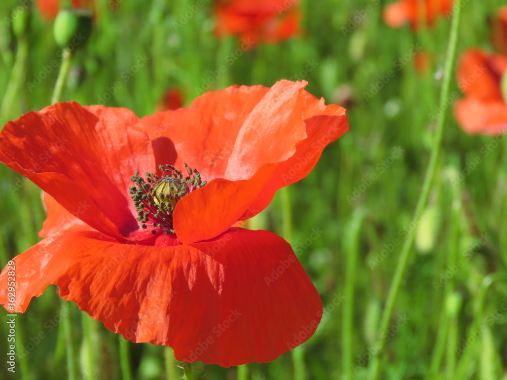 Close up of a single red poppy growing in the wild with a summer meadow background Close up of a single red poppy growing in the wild with a summer meadow background