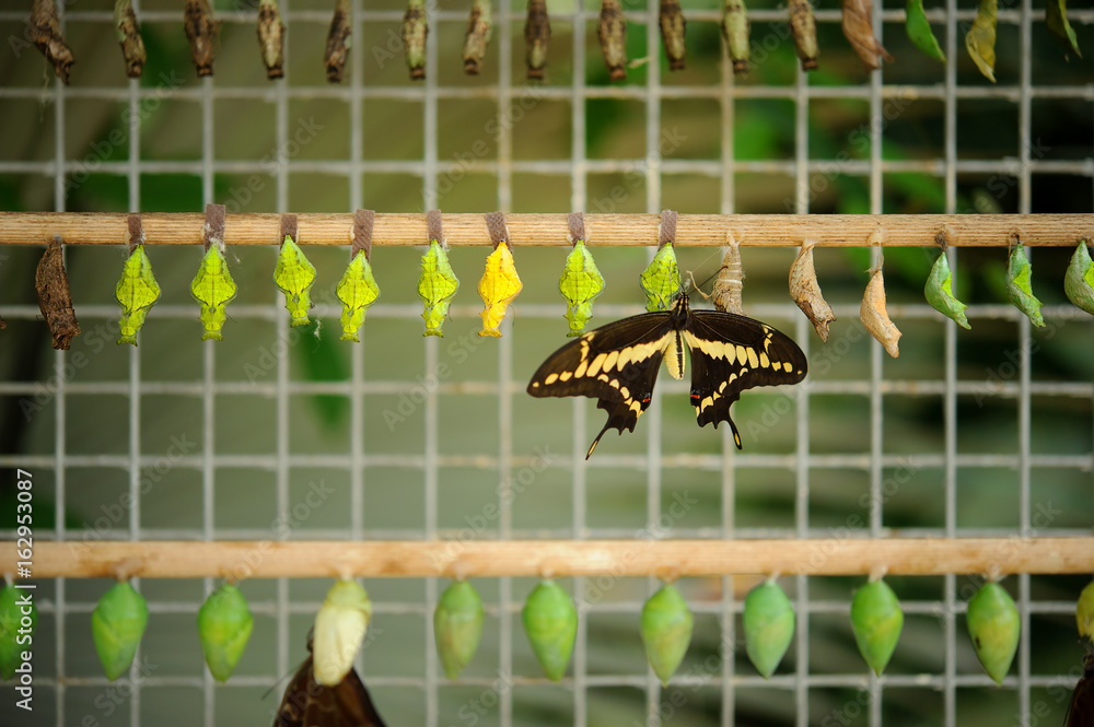 Obraz premium Buterfly coccons with hatched butterfly