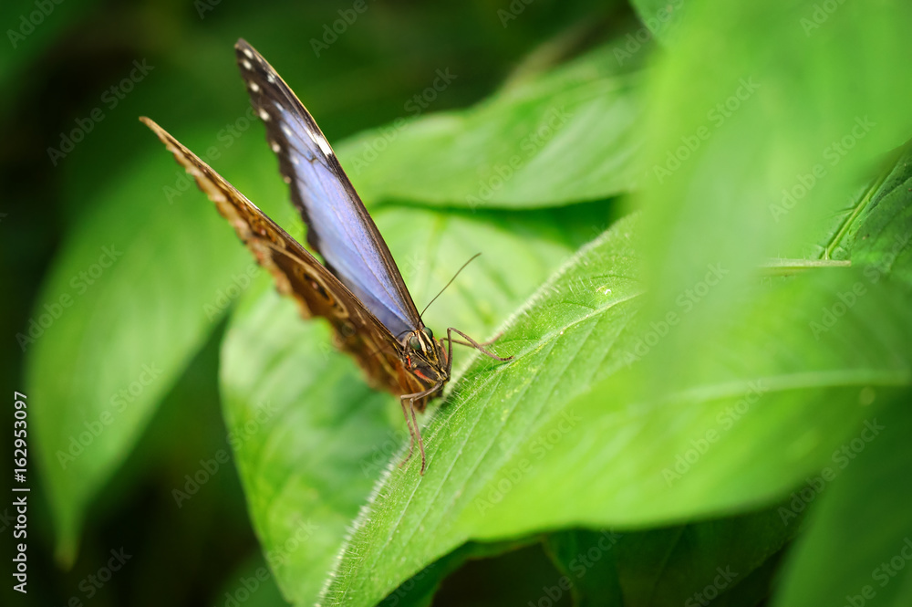 Morpho peleides from front. Macro detail of blue butterfly from front view Morpho peleides from front. Macro detail of blue butterfly from front view