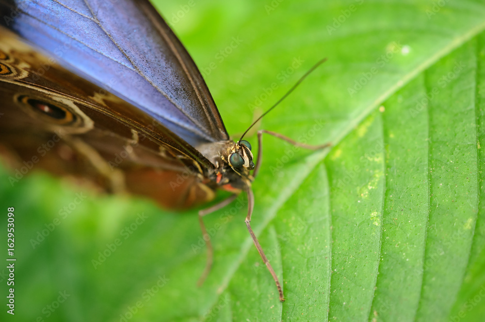 Obraz premium Close head detail of butterfly Morpho peleides