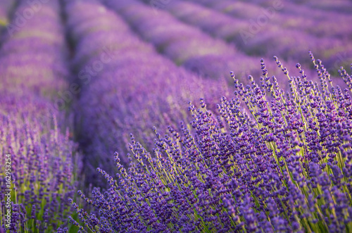 Blooming lavender fields in Little Poland