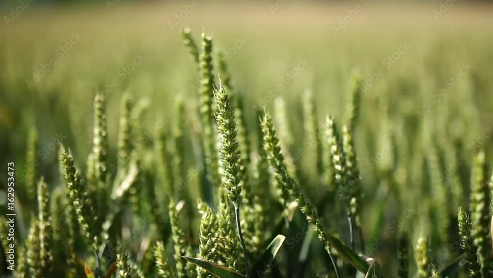 Wheat ears moving with the wind Wheat ears moving with the wind