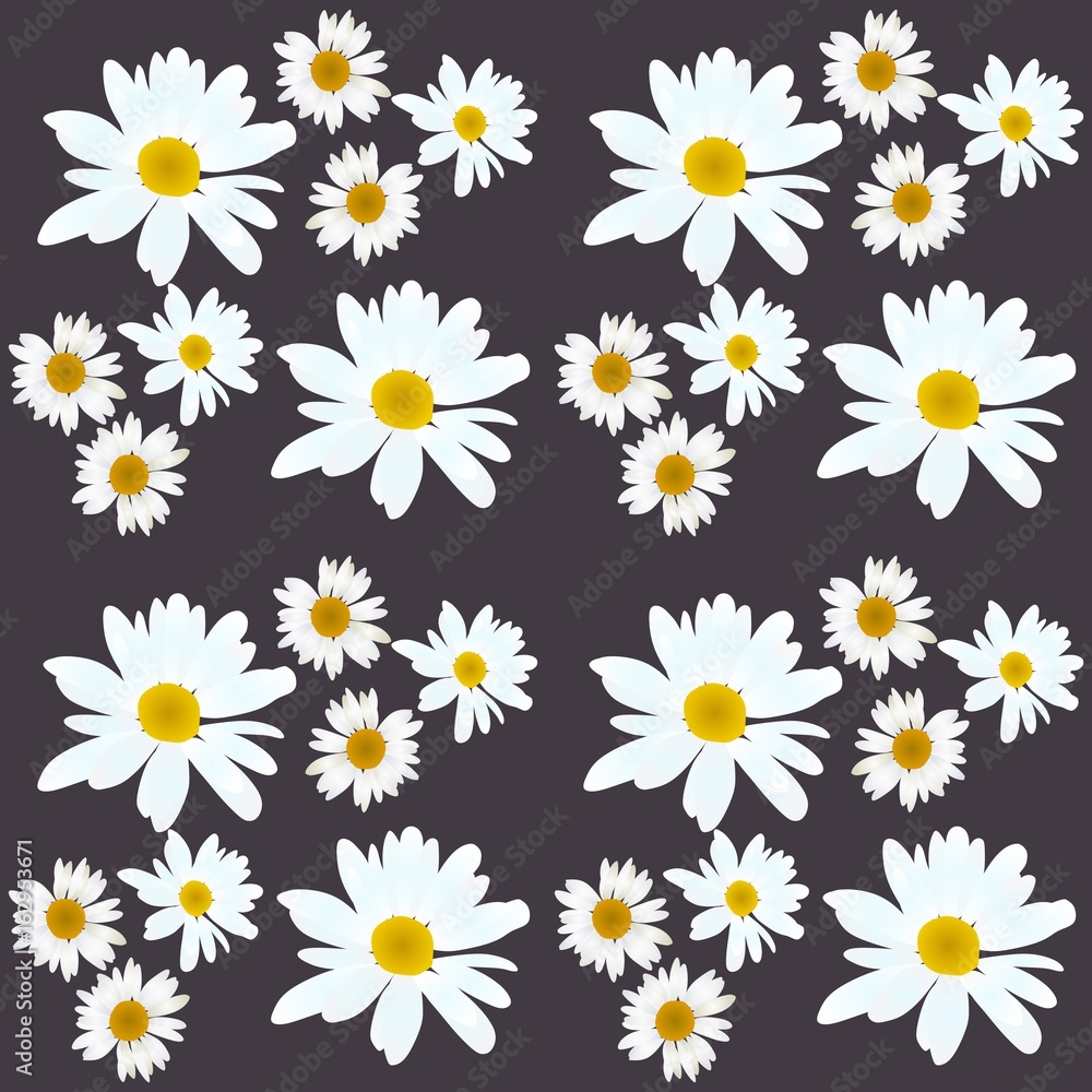 Daisy vector pattern. Beautiful flowers on black background.