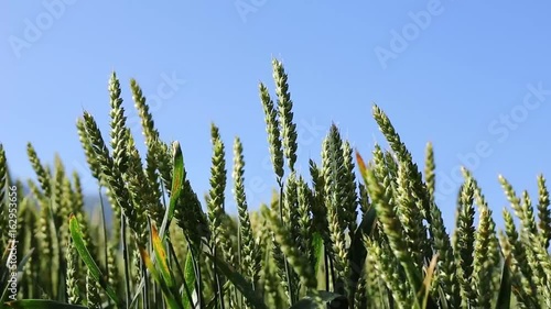 Wheat ears moving with the wind photo