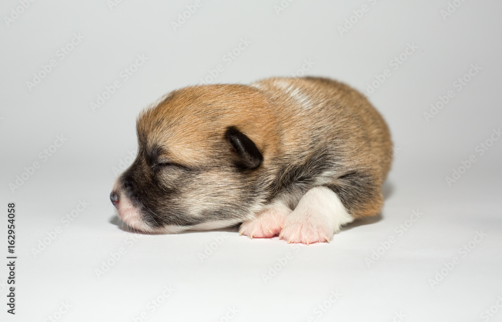 Corgi in studio