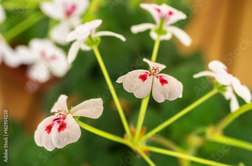 Fototapeta Naklejka Na Ścianę i Meble -  White Geranium.Pelargonium flower blossoms close up macro.