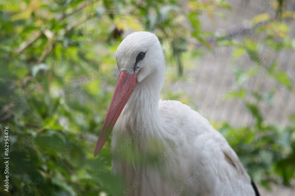 Fototapeta premium Close up of a stork