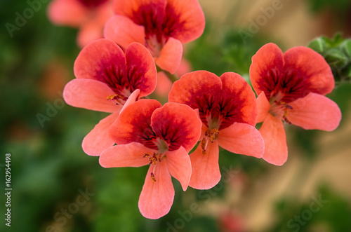 Fototapeta Naklejka Na Ścianę i Meble -  Geranium.Pelargonium flower blossoms close up macro.