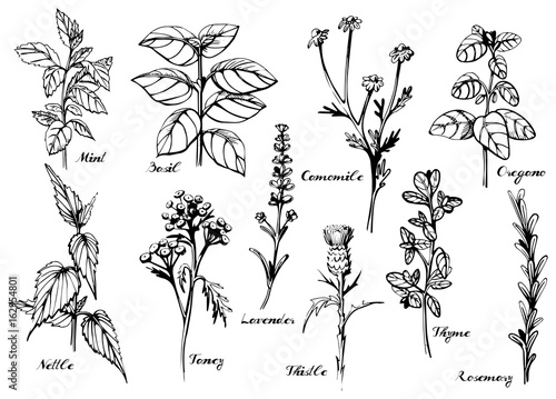 Medical herbs set