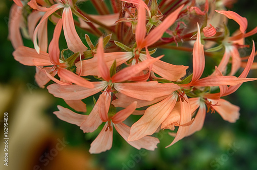 Fototapeta Naklejka Na Ścianę i Meble -  Geranium plant.Pelargonium flower blossoms close up macro.