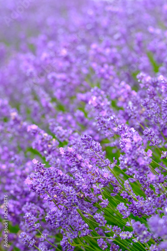 Close up view of beautiful purple lavender flowers.