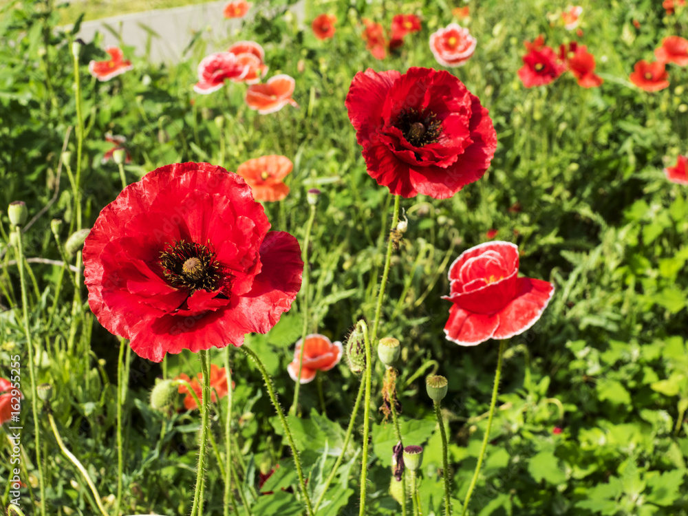 red poppy flowers