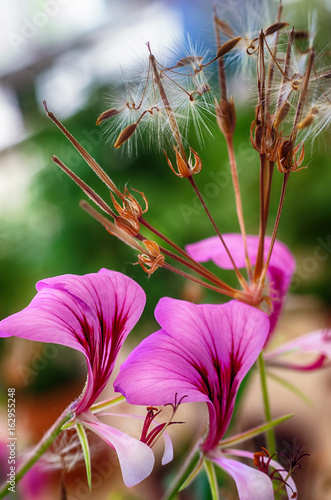 Fototapeta Naklejka Na Ścianę i Meble -  Pink Geranium.Pelargonium flower blossoms close up macro.