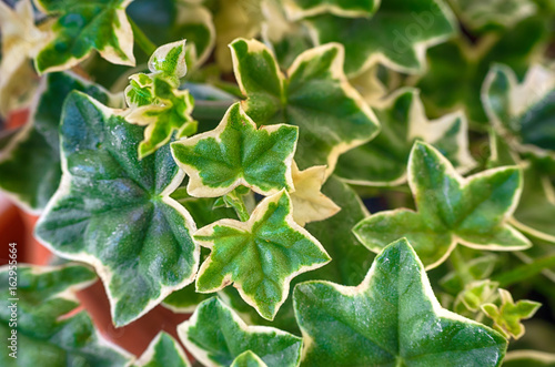 Fototapeta Naklejka Na Ścianę i Meble -  Geranium plant.Pelargonium flower blossoms close up macro.