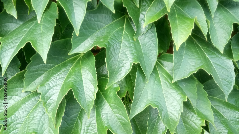 Fototapeta premium Ivy Leaves