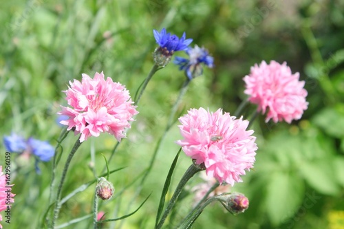 Obraz na płótnie Chaber - Centaurea w salonie