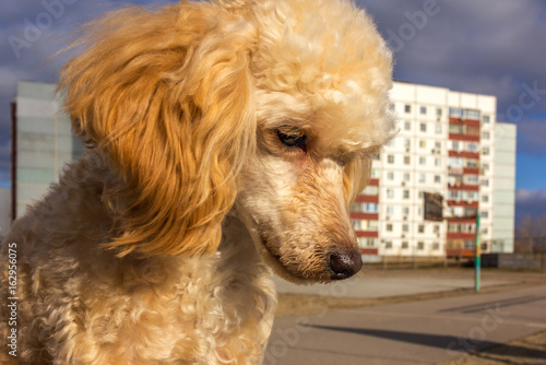 Cute poodle puppy, pet.