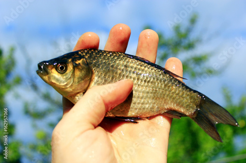 Prussian carp in the hand