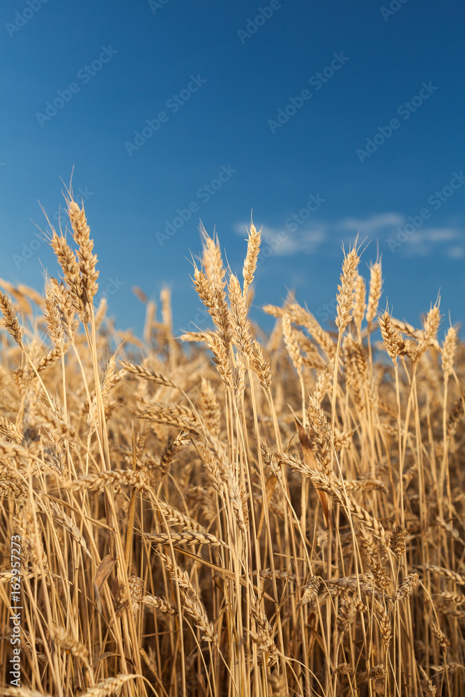 the field of the ripened gold wheat on a blue sky background. harvest, agriculture, agronomics, food, production, eco concept, vertical. the field of the ripened gold wheat on a blue sky background. harvest, agriculture, agronomics, food, production, eco concept, vertical.