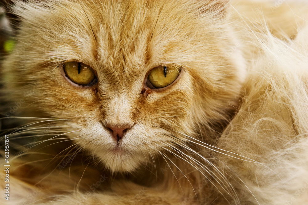 Fluffy cat with a sad look close up Fluffy cat with a sad look close up