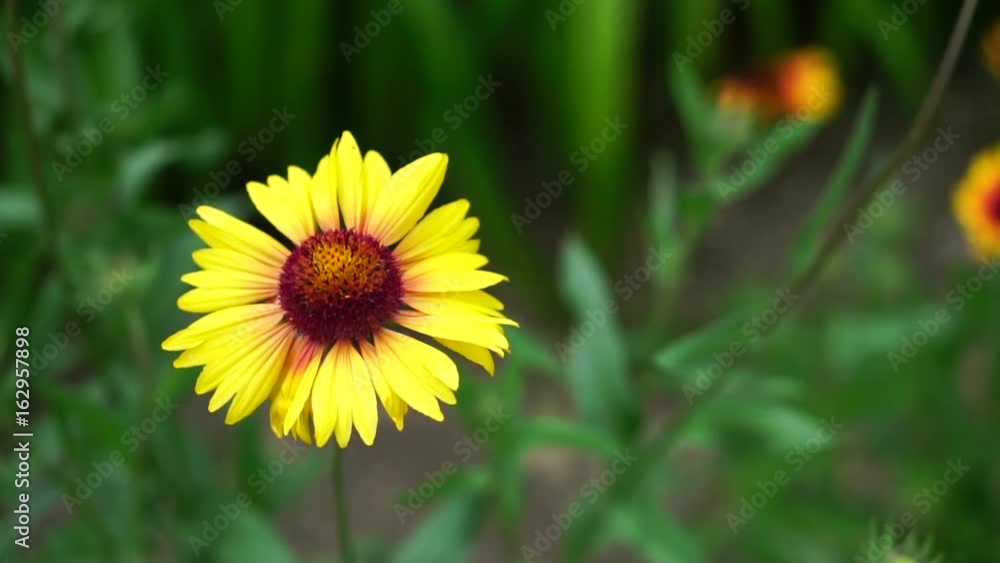 Yellow garden flowers in the flowerbed. Swinging in the wind Yellow garden flowers in the flowerbed. Swinging in the wind