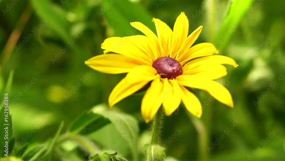 Yellow garden flowers in the flowerbed. Swinging in the wind Yellow garden flowers in the flowerbed. Swinging in the wind