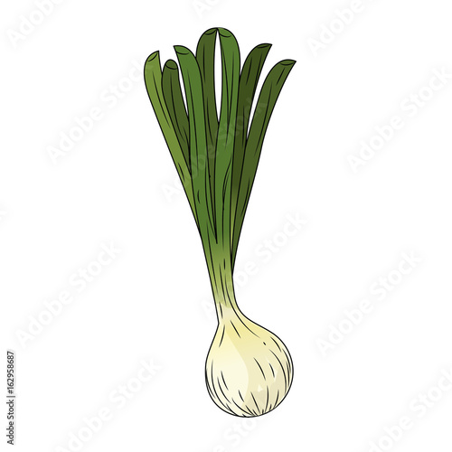fresh long onion plant vegetable