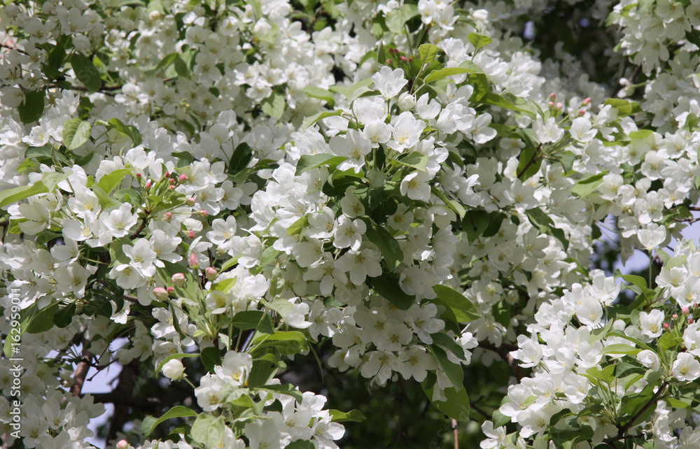 White flowers of Apple trees White flowers of Apple trees